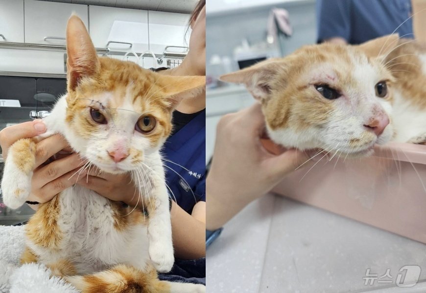 본문 이미지 - 안구 적출 대신 원 상태로 돌리는 수술을 받고 회복한 길고양이(월드펫동물메디컬센터 제공) ⓒ 뉴스1