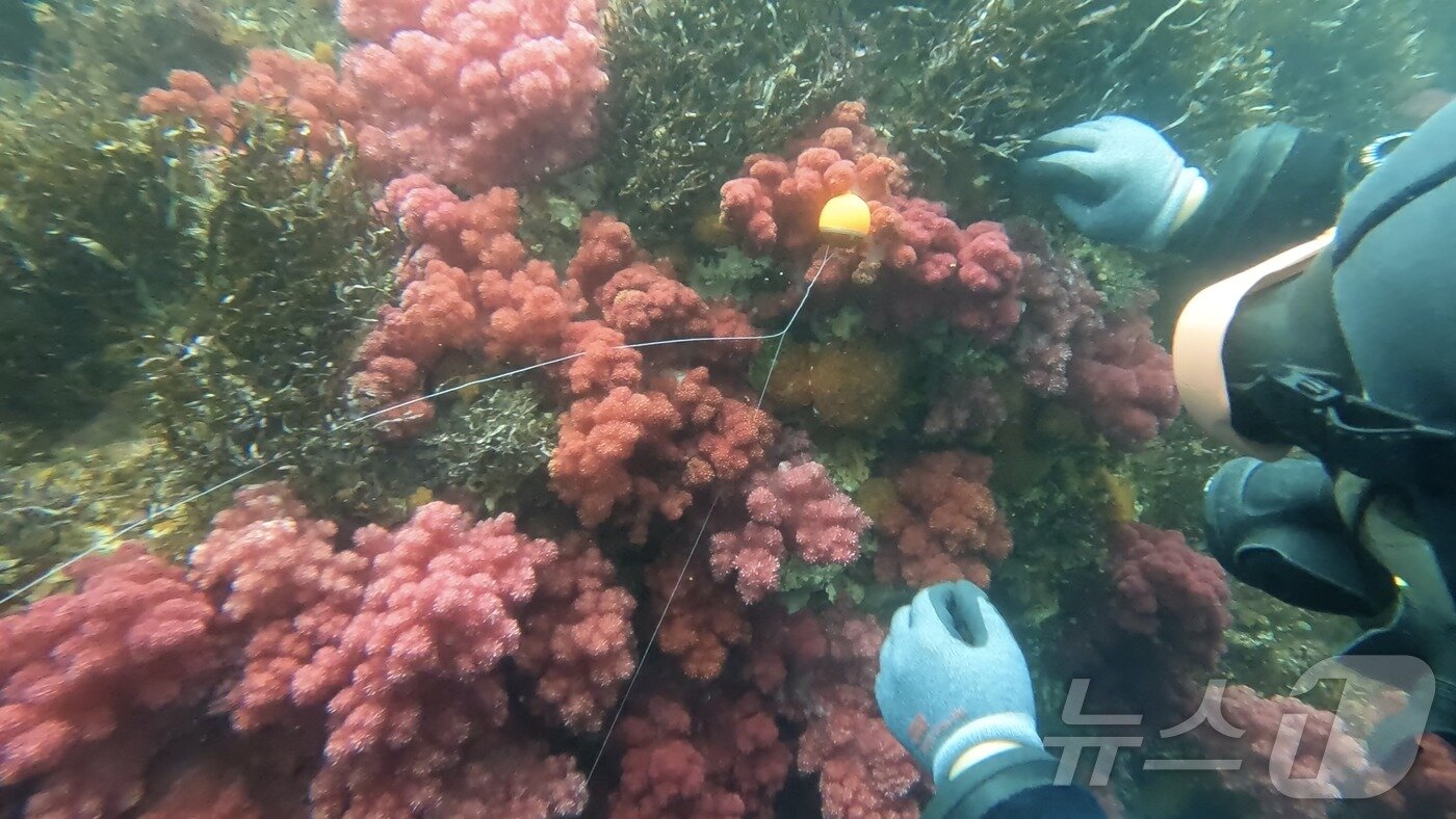본문 이미지 - '제주 해양보호구역 파란 탐사대'가 지난 7월19~21일 제주 연안 연산호 군락지에서 발견한 낚시 쓰레기.(파란 탐사대 제공)2024.10.17/뉴스1 ⓒ News1 홍수영 기자