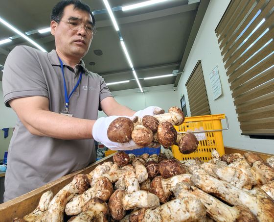 1등품 송이버섯 1㎏에 46만원…포항 산림조합 174㎏ 수매