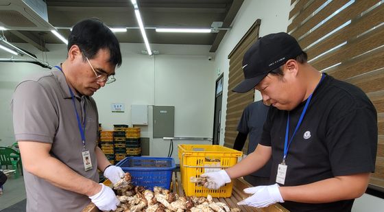 송이 선별 시작합니다