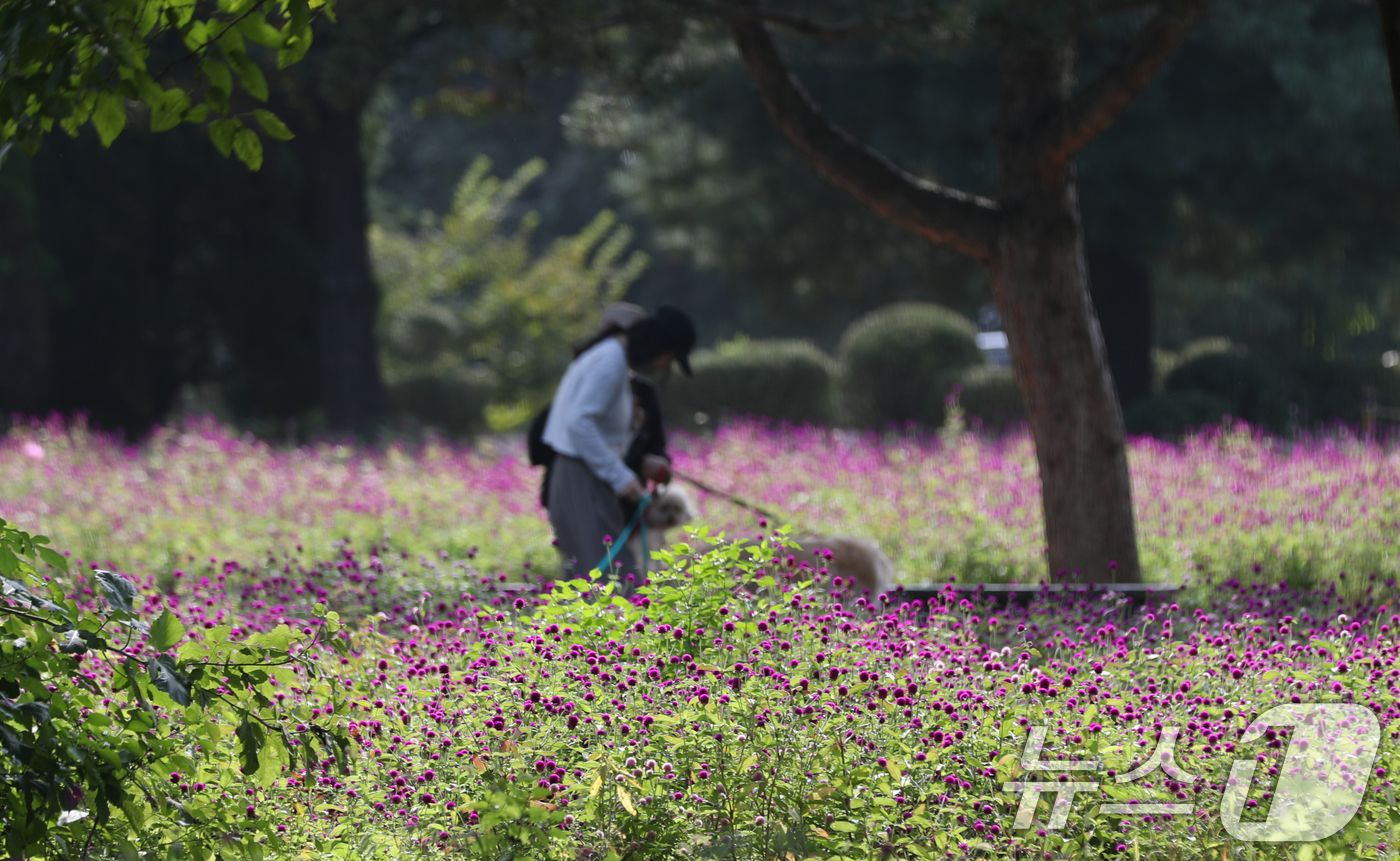 (수원=뉴스1) 김영운 기자 = 완연한 가을 날씨를 보인 17일 경기 수원시 권선구 탑동시민농장에서 시민들이 만개한 천일홍을 보며 산책을 하고 있다. 2024.10.17/뉴스1