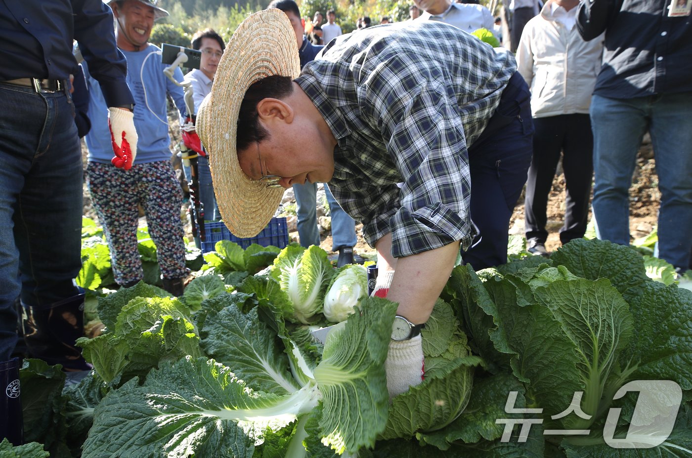 본문 이미지 - 이재명 더불어민주당 당대표가 17일 강원도 평창군 방림면 일대 배추밭에서 배추를 수확하고 있다. 2024.10.17/뉴스1 ⓒ News1 권현진 기자