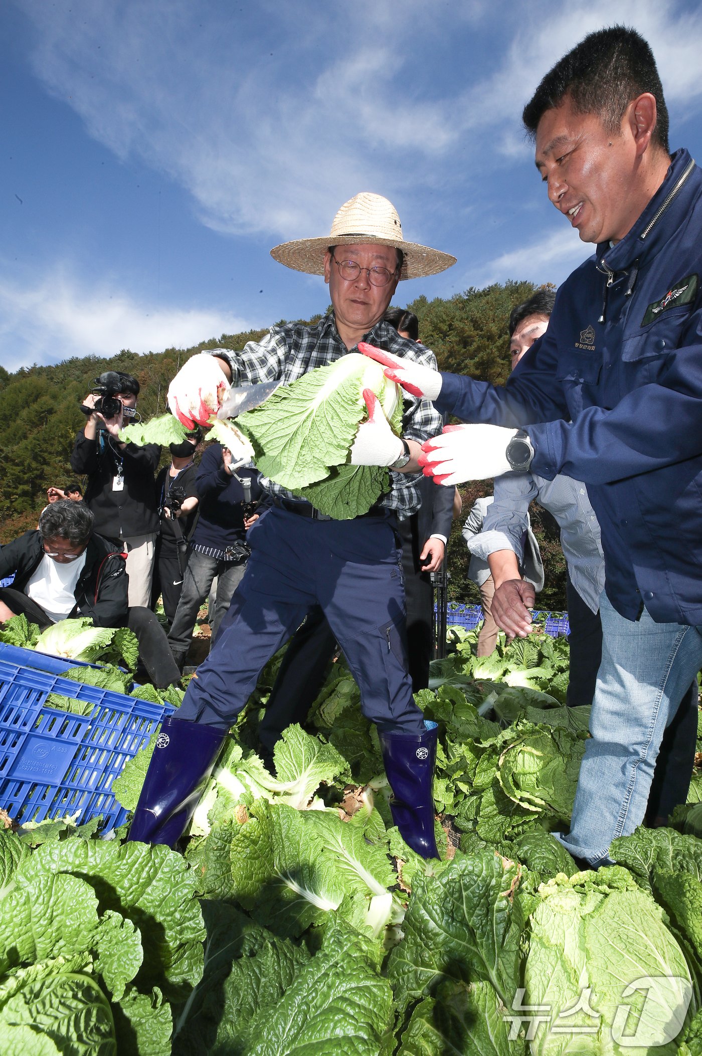 본문 이미지 - 이재명 더불어민주당 당대표가 17일 강원도 평창군 방림면 일대 배추밭에서 배추를 수확하고 있다. 2024.10.17/뉴스1 ⓒ News1 권현진 기자