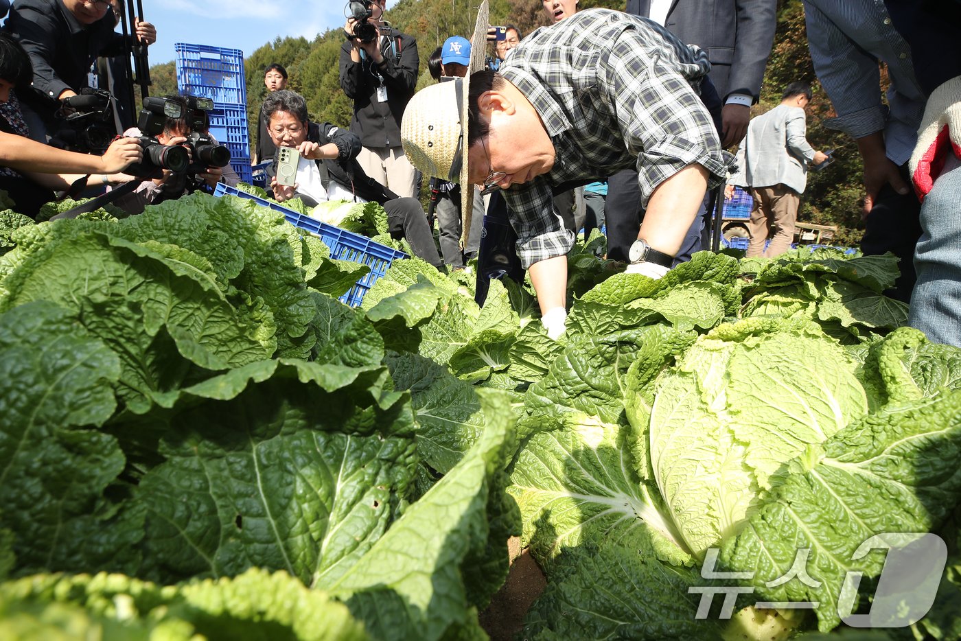 본문 이미지 - 이재명 더불어민주당 당대표가 17일 강원도 평창군 방림면 일대 배추밭에서 배추를 수확하고 있다. 2024.10.17/뉴스1 ⓒ News1 권현진 기자