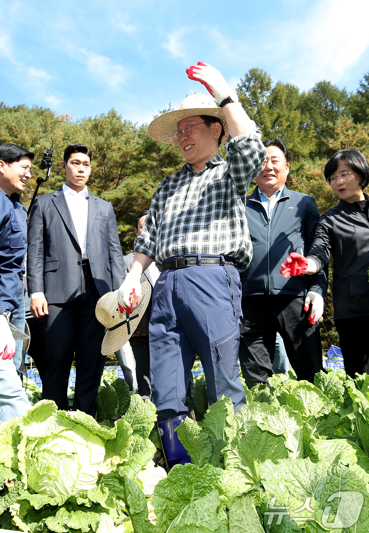 (평창=뉴스1) 권현진 기자 = 이재명 더불어민주당 당대표가 17일 강원도 평창군 방림면 일대 배추밭에서 배추를 수확하고 있다. 2024.10.17/뉴스1