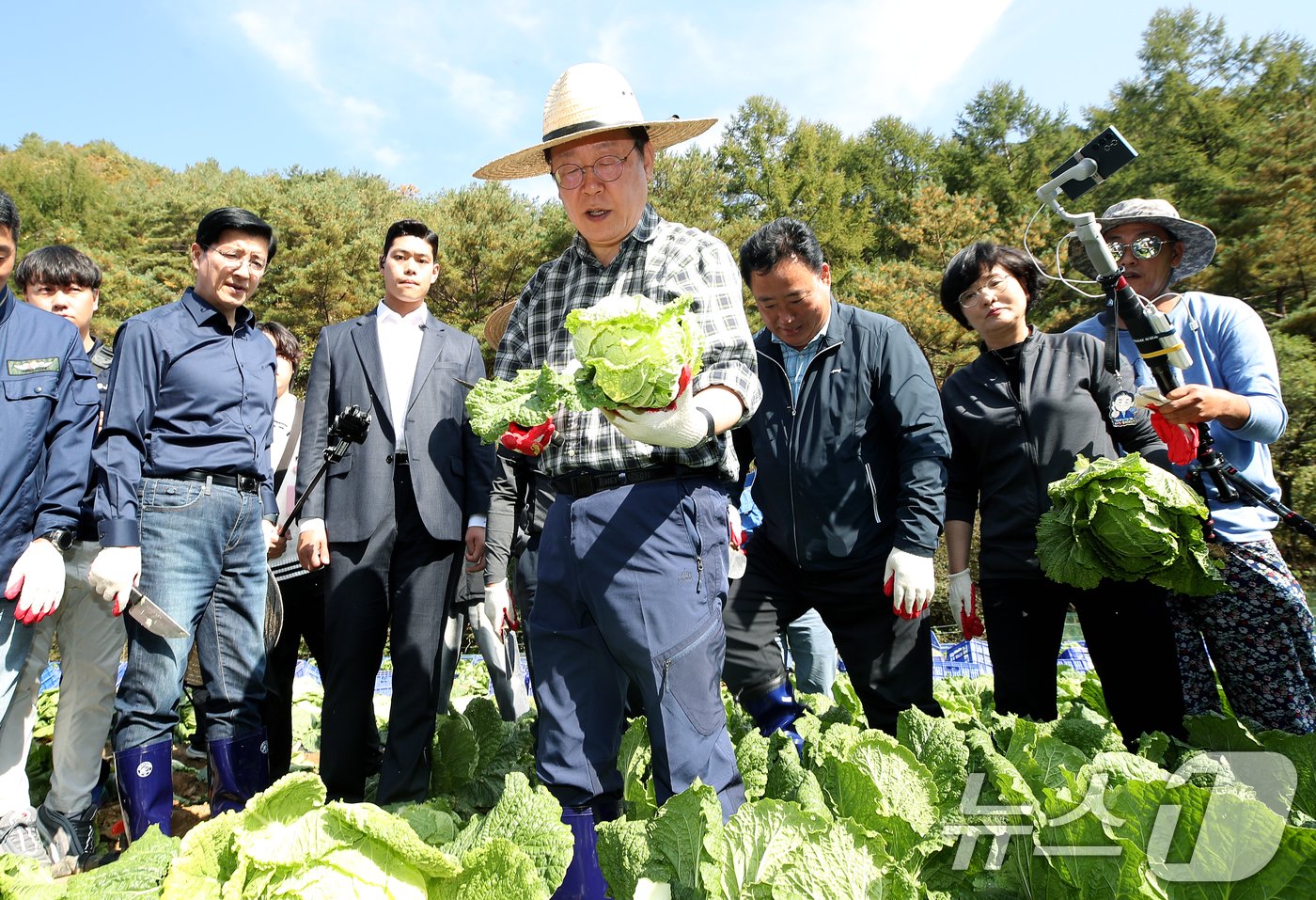 본문 이미지 - 이재명 더불어민주당 당대표가 17일 강원도 평창군 방림면 일대 배추밭에서 배추를 수확하고 있다. 2024.10.17/뉴스1 ⓒ News1 권현진 기자