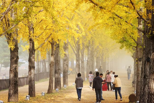 황금빛 가을 물든 '괴산 문광저수지 은행나무축제' 19~20일 개최