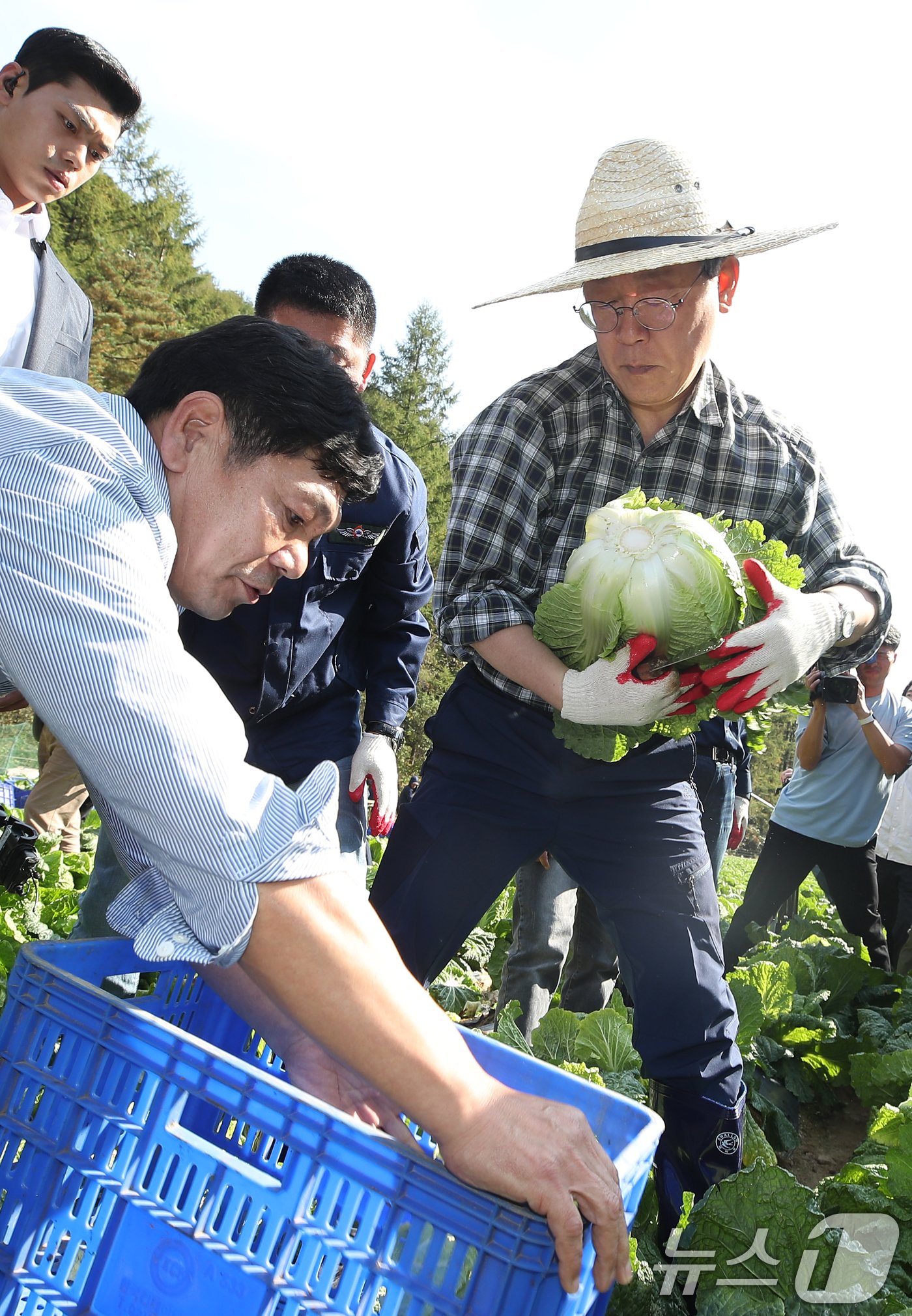 본문 이미지 - 이재명 더불어민주당 당대표가 17일 강원도 평창군 방림면 일대 배추밭에서 배추를 수확하고 있다. 2024.10.17/뉴스1 ⓒ News1 권현진 기자