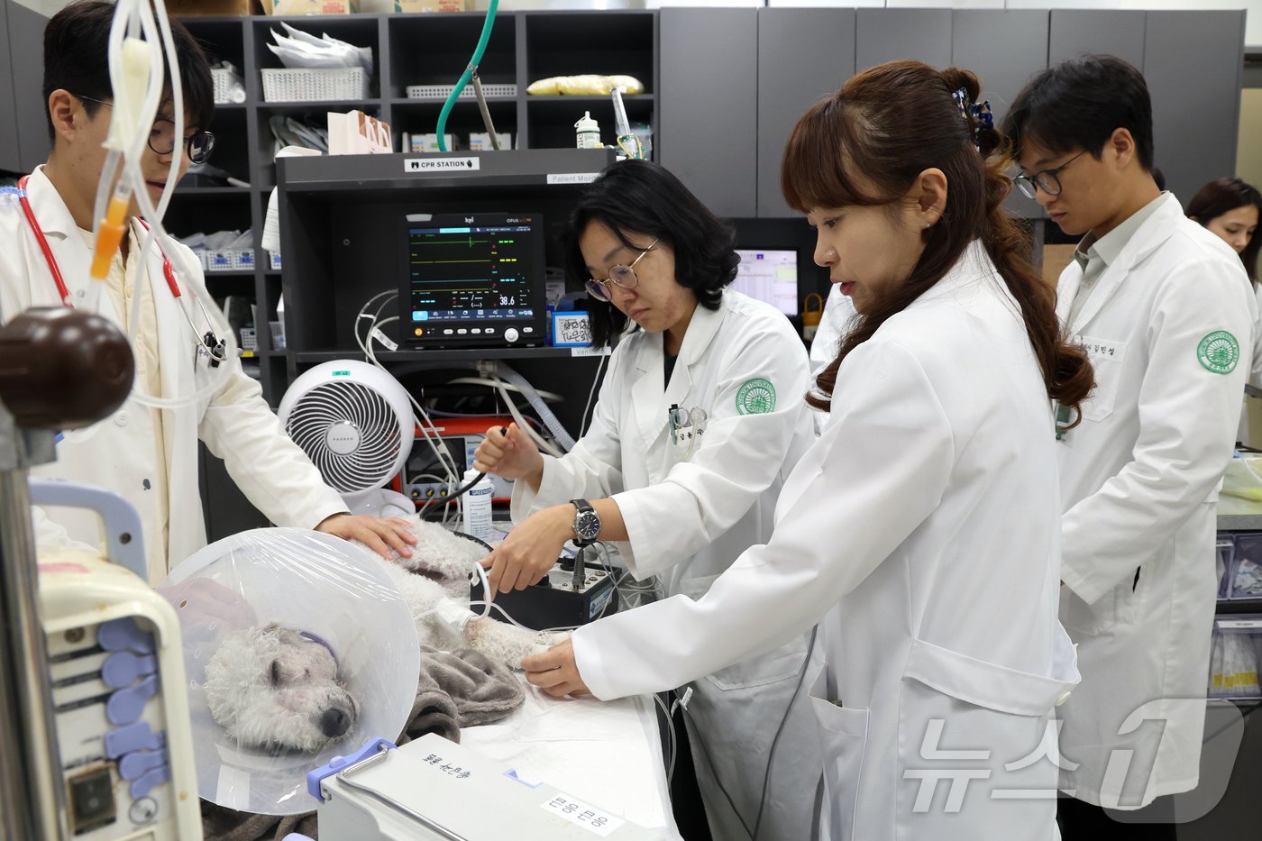 한현정 건국대학교 동물병원 교수가 17일 서울 광진구 건국대 동물병원 응급중환자의학과에서 뉴스1과 인터뷰 전 수의사들과 진료를 보고 있다. 2024.10.17/뉴스1 ⓒ News1 황기선 기자