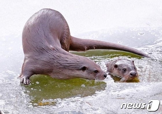 충주 호암지에서 활영한 수달.&#40;이광주 사직작가 제공&#41;/뉴스1