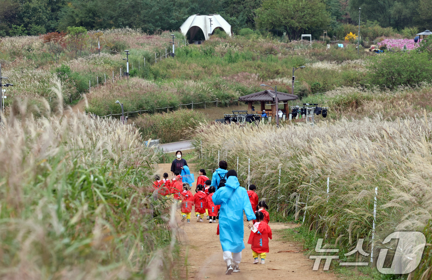 (서울=뉴스1) 구윤성 기자 = 18일 서울억새축제를 하루 앞두고 마포구 하늘공원을 찾은 아이들이 선생님을 따라 억새밭을 거닐고 있다. 2024.10.18/뉴스1