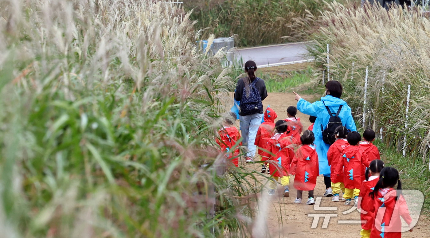 (서울=뉴스1) 구윤성 기자 = 18일 서울억새축제를 하루 앞두고 마포구 하늘공원을 찾은 아이들이 선생님을 따라 억새밭을 거닐고 있다. 2024.10.18/뉴스1