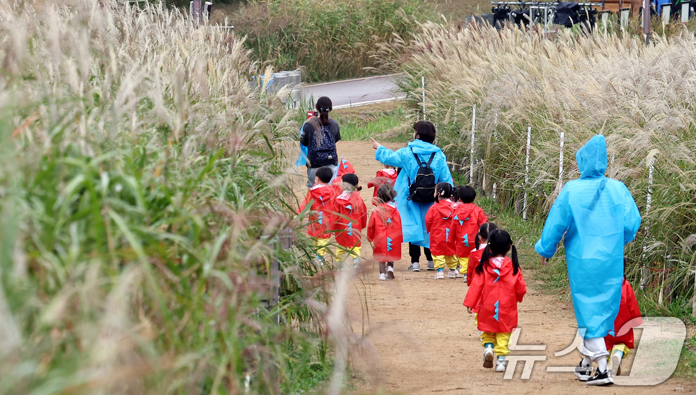 (서울=뉴스1) 구윤성 기자 = 18일 서울억새축제를 하루 앞두고 마포구 하늘공원을 찾은 아이들이 선생님을 따라 억새밭을 거닐고 있다. 2024.10.18/뉴스1