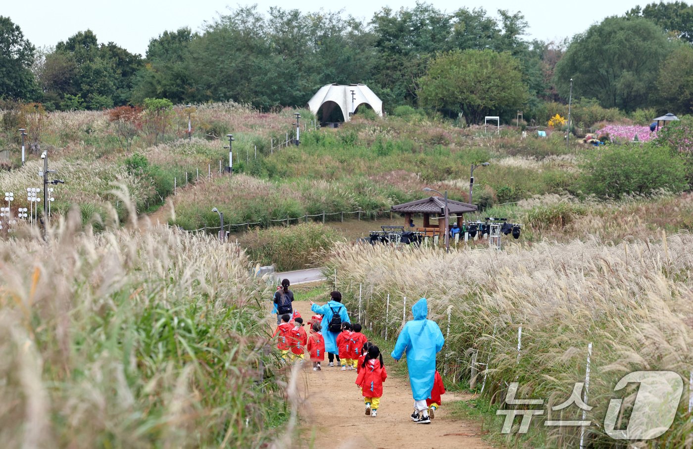 본문 이미지 - 18일 서울억새축제를 하루 앞두고 마포구 하늘공원을 찾은 아이들이 선생님을 따라 억새밭을 거닐고 있다. 2024.10.18/뉴스1 ⓒ News1 구윤성 기자