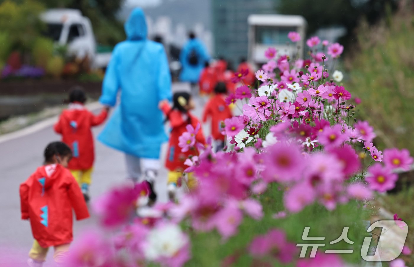 본문 이미지 - 18일 서울억새축제를 하루 앞두고 마포구 하늘공원을 찾은 아이들이 코스모스밭을 거닐고 있다. 2024.10.18/뉴스1 ⓒ News1 구윤성 기자