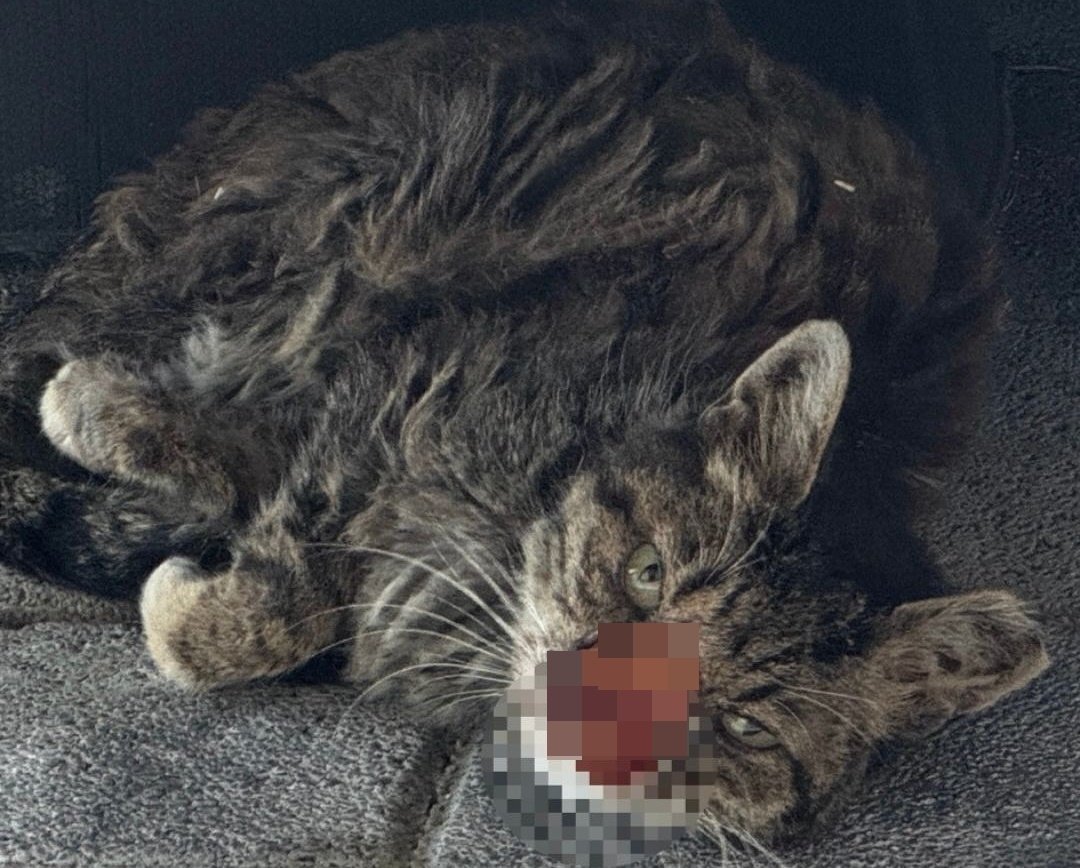 본문 이미지 - 구조 당시 코 부분이 심하게 괴사돼 있던 코디는 크립토코쿠스에 감염된 것으로 확인됐다. (나비야사랑해 제공) ⓒ 뉴스1