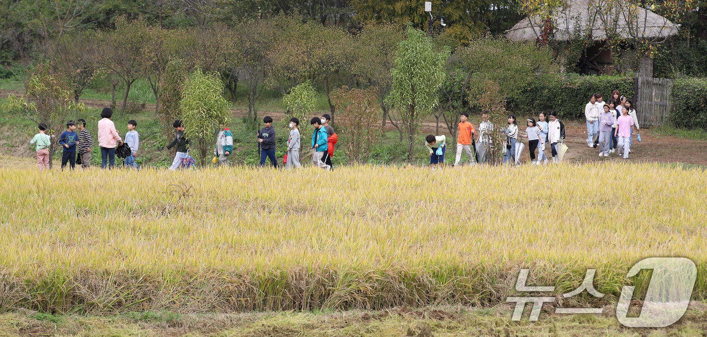 (경산=뉴스1) 공정식 기자 = 18일 오전 경북 경산시 영남대 민속촌으로 체험학습을 나온 초등학생들이 황금빛으로 물든 논을 바라보고 있다. 2024.10.18/뉴스1