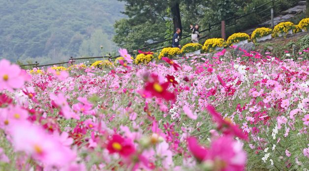 \'요산공원에 활짝 핀 코스모스\'