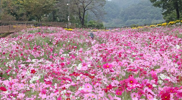 \'옥정호에서 자태 뽐내는 코스모스\'