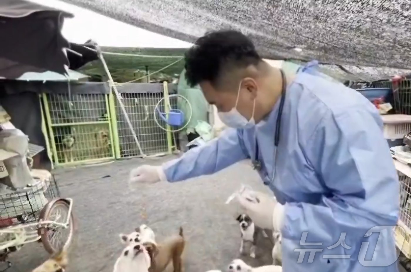 본문 이미지 - 동물보호소 봉사활동 중인 임대진 수의사&#40;SNS 갈무리&#41; ⓒ 뉴스1