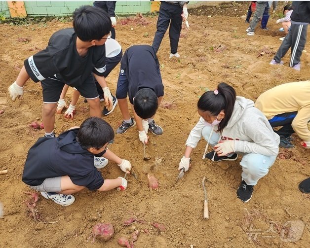 진도서초 학생들이 직접 기른 고구마를 수확하고 있다.&#40;전남교육청 제공&#41;/뉴스1 