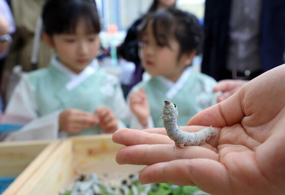 농진청, 누에 추출물 면역 증진 효과 확인…"산업화 연구지원 확대"