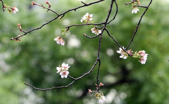 [오늘의 날씨] 제주(9일, 수)…가끔 비, 해안 너울 주의