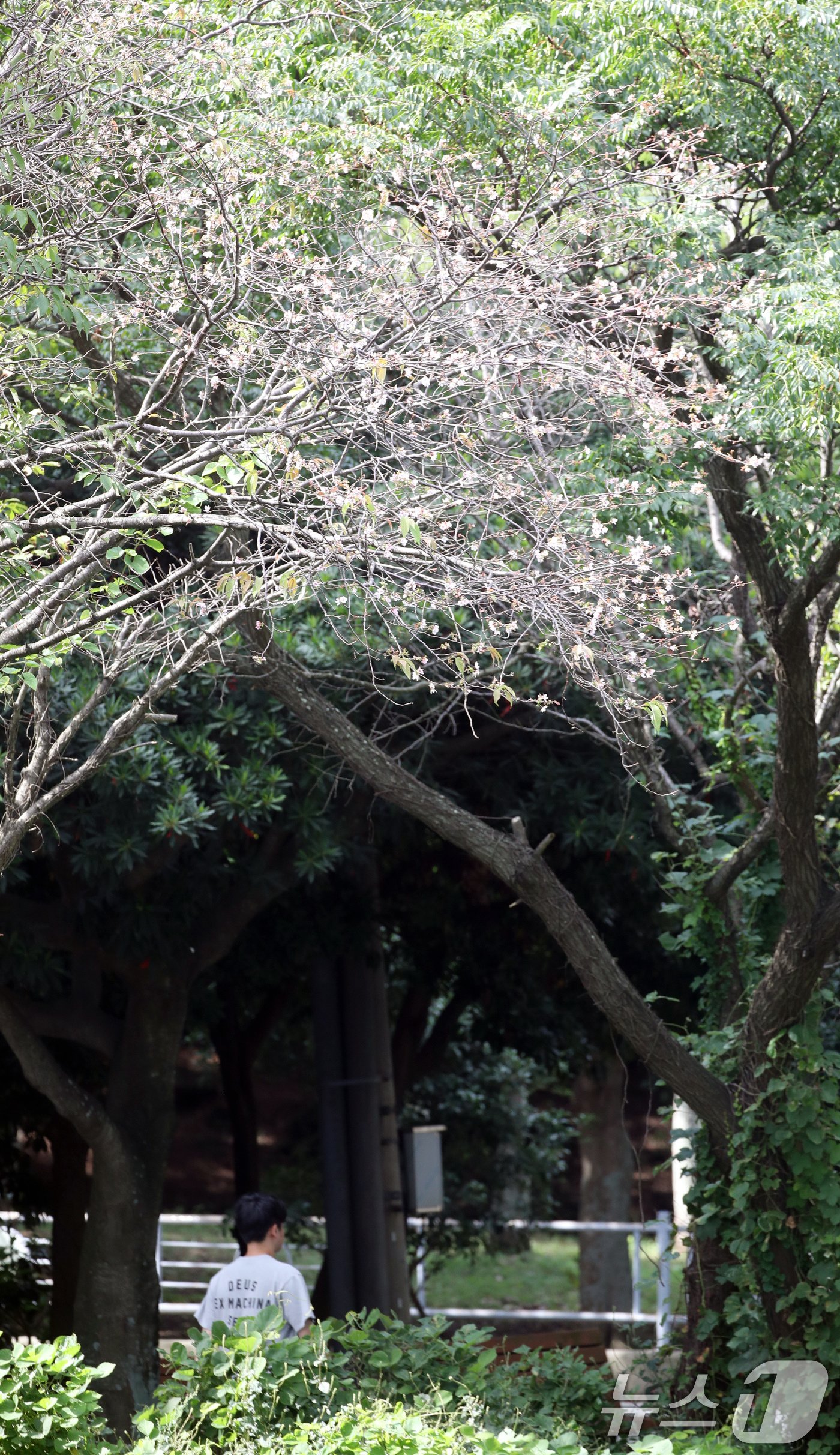 본문 이미지 - 2일 오후 제주시 이도이동의 한 벚꽃나무에 봄꽃인 벚꽃이 불시개화해 시선을 끌고 있다. 2024.10.2/뉴스1 ⓒ News1 오현지 기자