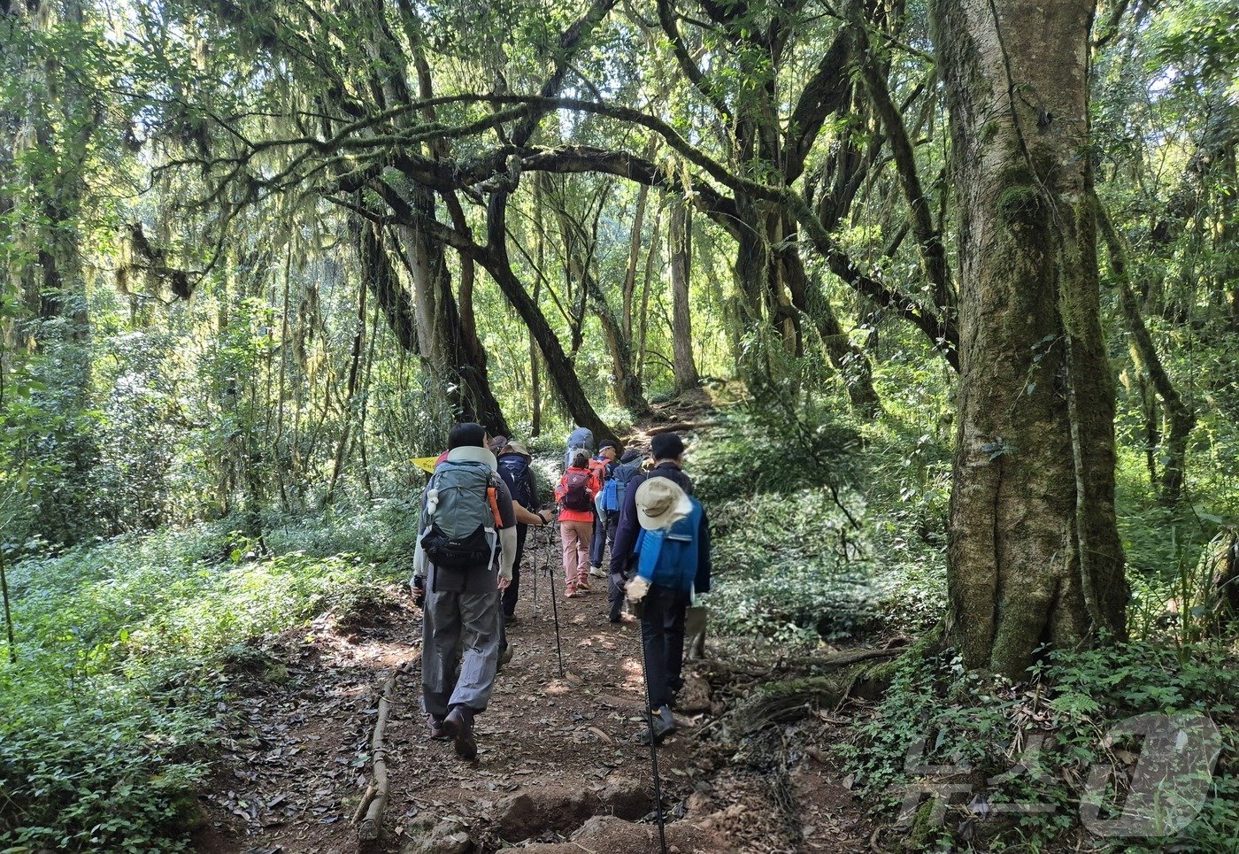 본문 이미지 - 마랑구 게이트를 지나 만다라 산장으로 가는 길에 만나는 열대우림 지역.2024.10.4./뉴스1 ⓒ News1 조영석 기자 