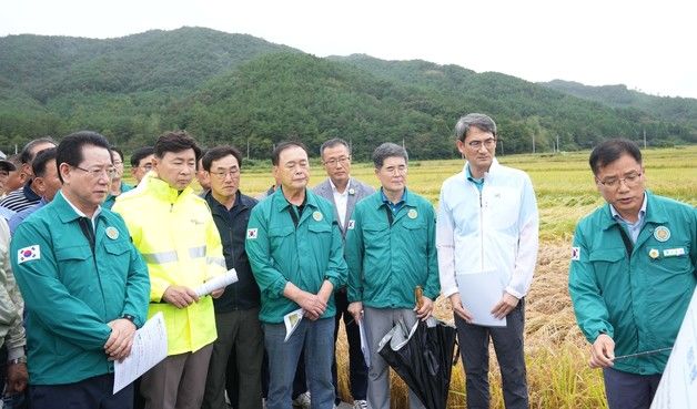 김영록 지사 "폭염으로 인한 벼멸구 피해…재해로 인정해야"