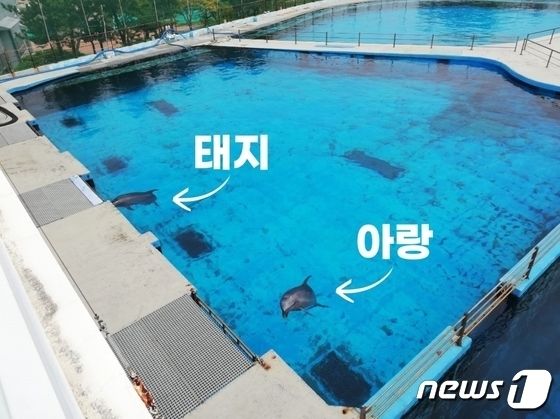 남방큰돌고래 제주 →거제 이송업체·관계자 1심 무죄에 검찰 항소