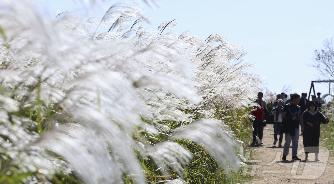 본문 이미지 - 20일 서울 마포구 하늘공원에서 열린 서울억새축제를 찾은 시민들이 억새밭을 거닐고 있다. 기상청은 이날 전국이 대체로 맑으나 비가 그친 뒤 찬 공기가 밀려오면서 올가을 들어 가장 쌀쌀한 날씨를 보이겠다며 건강관리에 유의해야 한다고 당부했다. 2024.10.20/뉴스1 ⓒ News1 김도우 기자