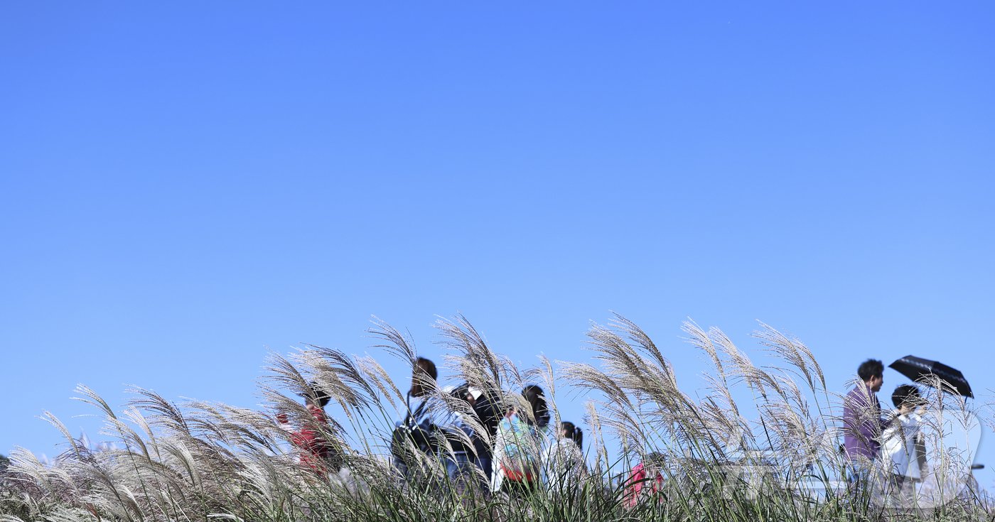 본문 이미지 - 20일 서울 마포구 하늘공원에서 열린 서울억새축제를 찾은 시민들이 억새밭을 거닐고 있다. 기상청은 이날 전국이 대체로 맑으나 비가 그친 뒤 찬 공기가 밀려오면서 올가을 들어 가장 쌀쌀한 날씨를 보이겠다며 건강관리에 유의해야 한다고 당부했다. 2024.10.20/뉴스1 ⓒ News1 김도우 기자