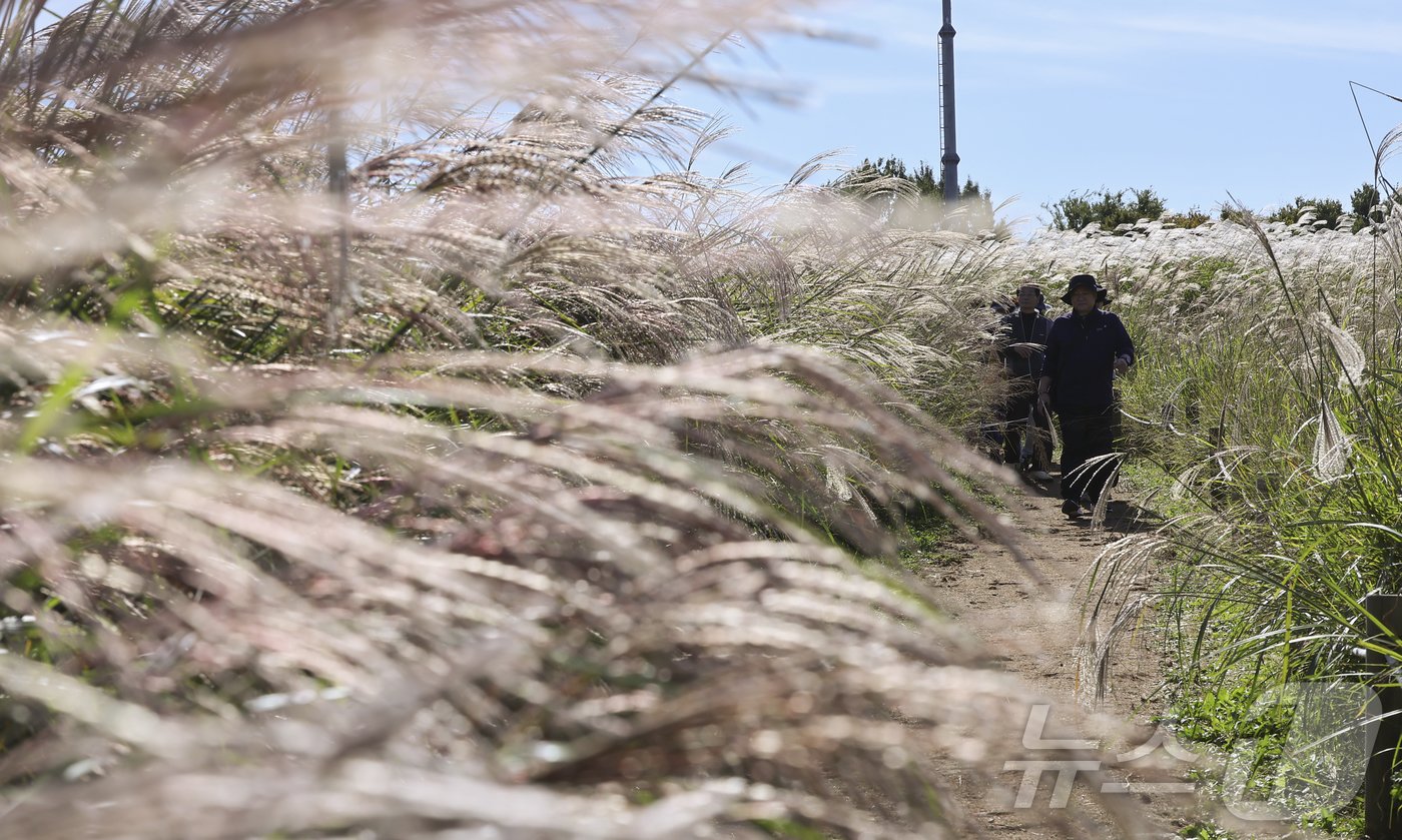 본문 이미지 - 20일 서울 마포구 하늘공원에서 열린 서울억새축제를 찾은 시민들이 억새밭을 거닐고 있다. 기상청은 이날 전국이 대체로 맑으나 비가 그친 뒤 찬 공기가 밀려오면서 올가을 들어 가장 쌀쌀한 날씨를 보이겠다며 건강관리에 유의해야 한다고 당부했다. 2024.10.20/뉴스1 ⓒ News1 김도우 기자