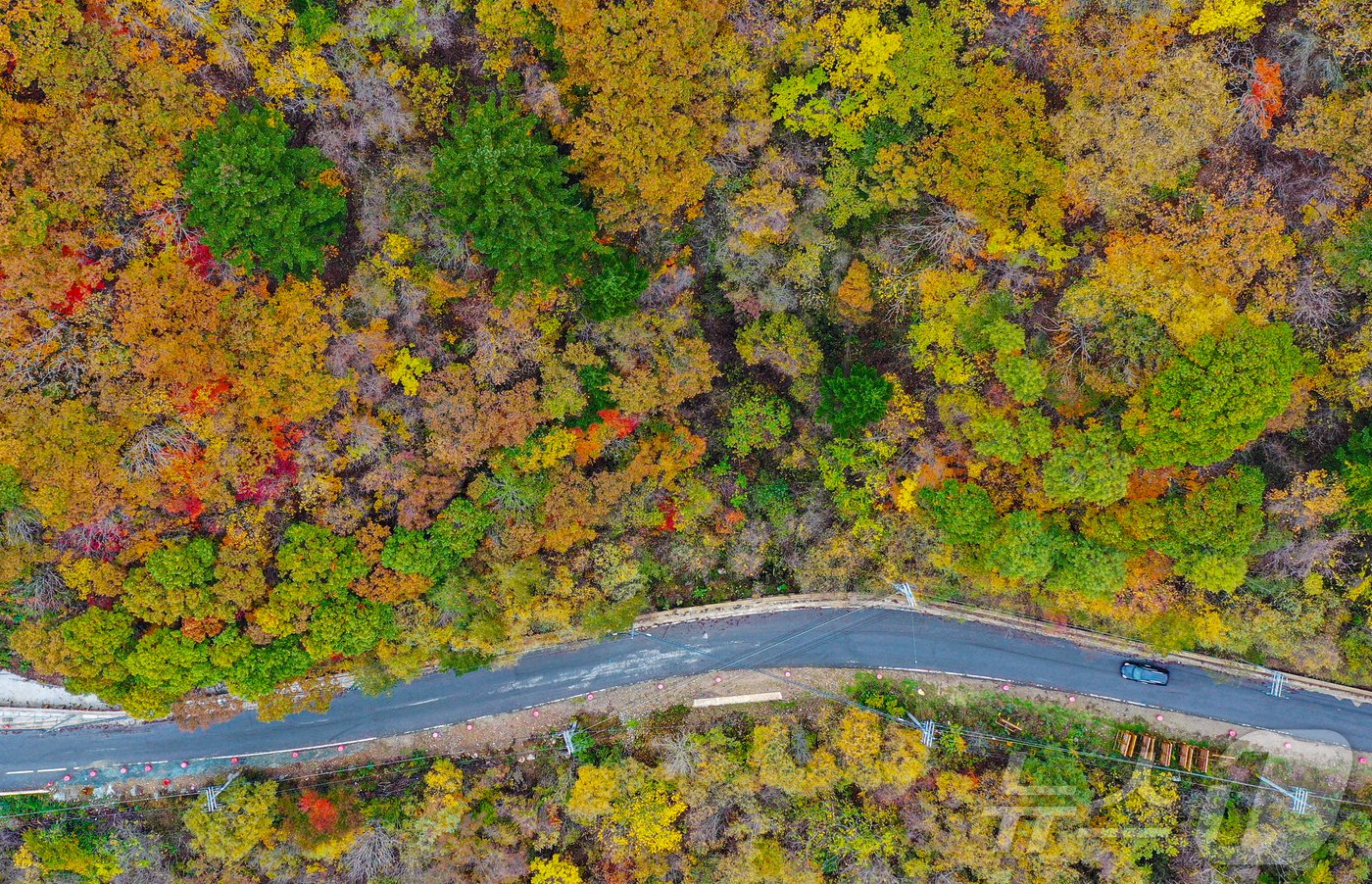 본문 이미지 - 20일 강원도 평창군 대관령 송천 일대 산자락에 단풍이 물들고 있다. 2024.10.20/뉴스1 ⓒ News1 이재명 기자