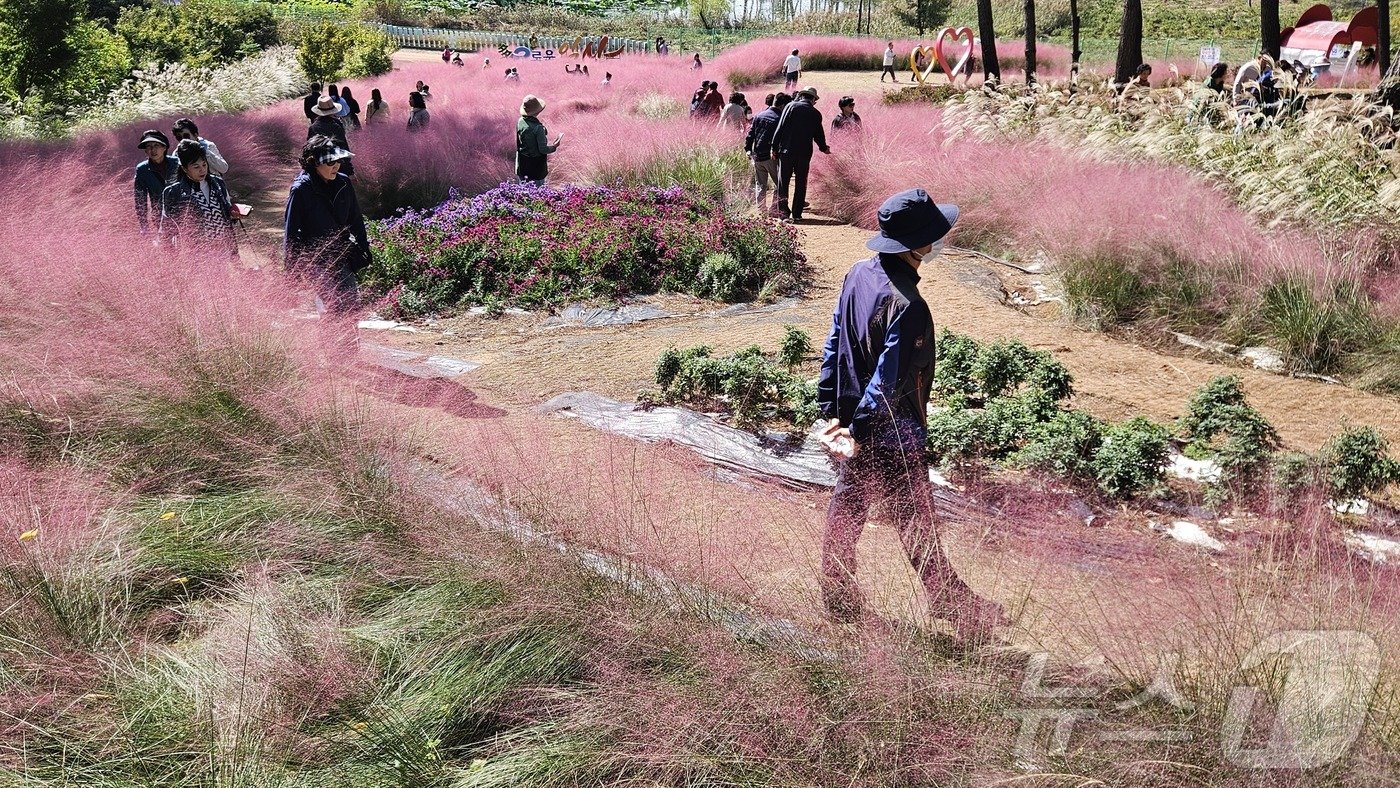 본문 이미지 - 20일 익산 중앙체육공원 일대 핑크뮬리정원에서 행락객들이 핑크뮬리꽃을 구경하고 있다. 2024.10.20/뉴스1 신준수 기자