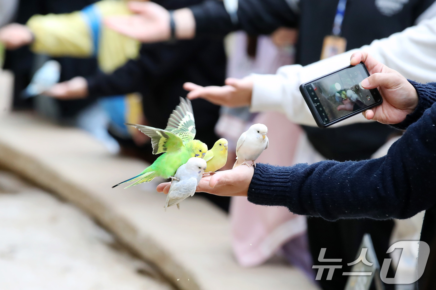 (대구=뉴스1) 공정식 기자 = 큰 일교차 속에 완연한 가을 날씨가 이어진 20일 대구 달서구 이월드를 찾은 시민들이 버드파크에서 사랑새(사랑앵무) 모이 주기 체험을 하고 있다. …