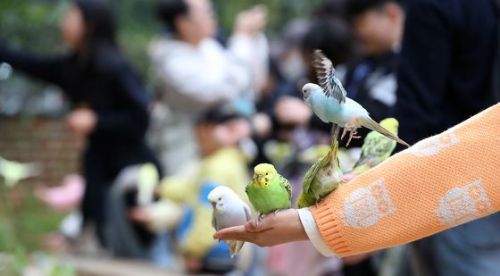 이월드 버드파크 찾아 사랑새 모이주기 체험