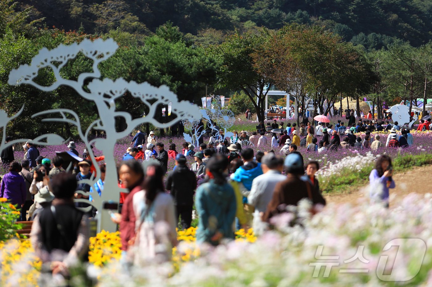 20일 강원 인제군 용대관광지에서 &#39;인제에서 꽃길만 걷자&#39;를 주제로 열린 가을꽃축제에서 나들이객들이 즐거운 추억을 쌓고 있다. 이번 축제는 방문객수 24만명을 기록하며 23일 간의 여정의 막을 내렸다. &#40;인제군 제공&#41; 2024.10.20/뉴스1 ⓒ News1 이종재 기자