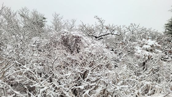 24일 아침 최저 3~9도·짙은 안개…"낮부터 추위 풀려요"(종합)