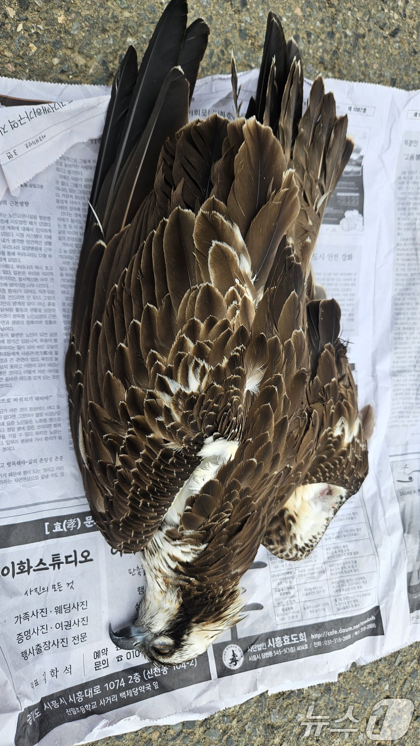 본문 이미지 - 멸종위기 야생생물 2급인 물수리 한마리가 20일 오후 경북 경주시 강동면 국당교 인근에 죽은 채 발갼됐다 &#40;독자제공&#41; 2024.10.20/뉴스1 