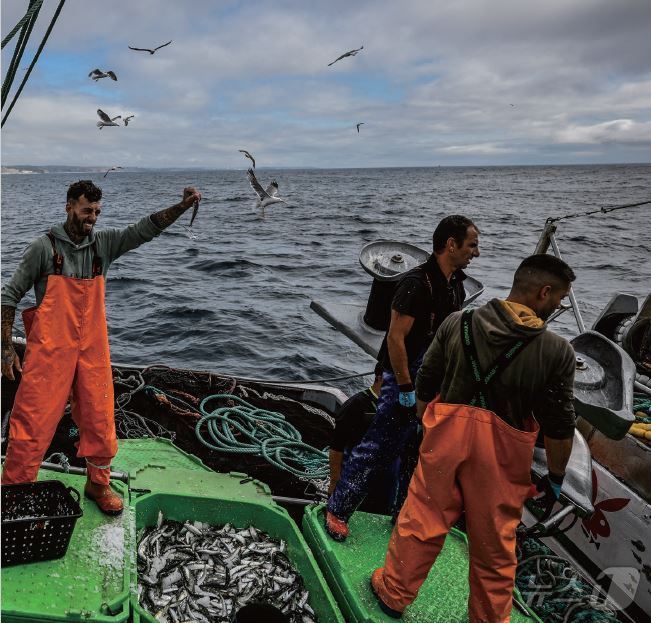 본문 이미지 - 포루투갈의 정어리 어획 모습&#40;출처: aljazeera.com&#41;