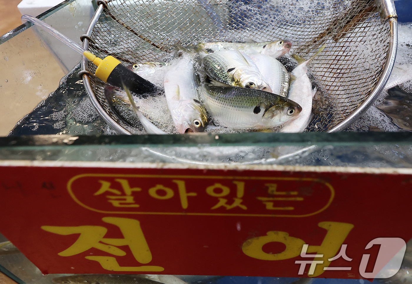 (서울=뉴스1) 김진환 기자 = 여름 내내 이어졌던 폭염으로 바닷물의 높은 수온이 유지되면서 '가을 전어' 가격이 폭등했다. 20일 국립수산과학원에 따르면 올 1-8월 전어 어획량 …