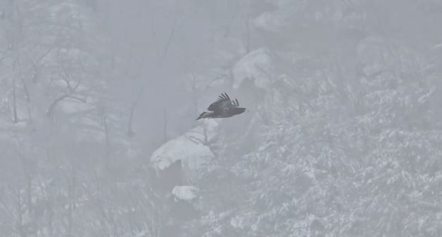 설악산에 멸종위기 '참수리' 나타나…공원 내 미기록 26종 발견