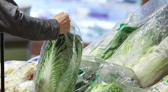 김장철 코앞인데 '배추 한 포기 9000원'…11월 최고가 전망