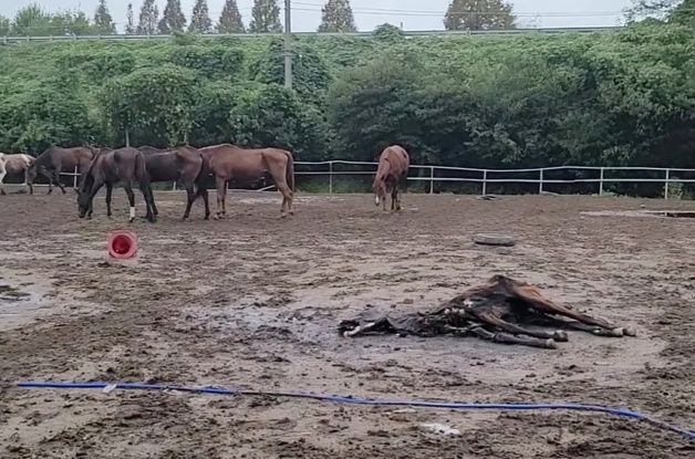 "굶어 죽고, 불법 도축"…용도폐기된 퇴역마, 마지막 삶 '참혹'