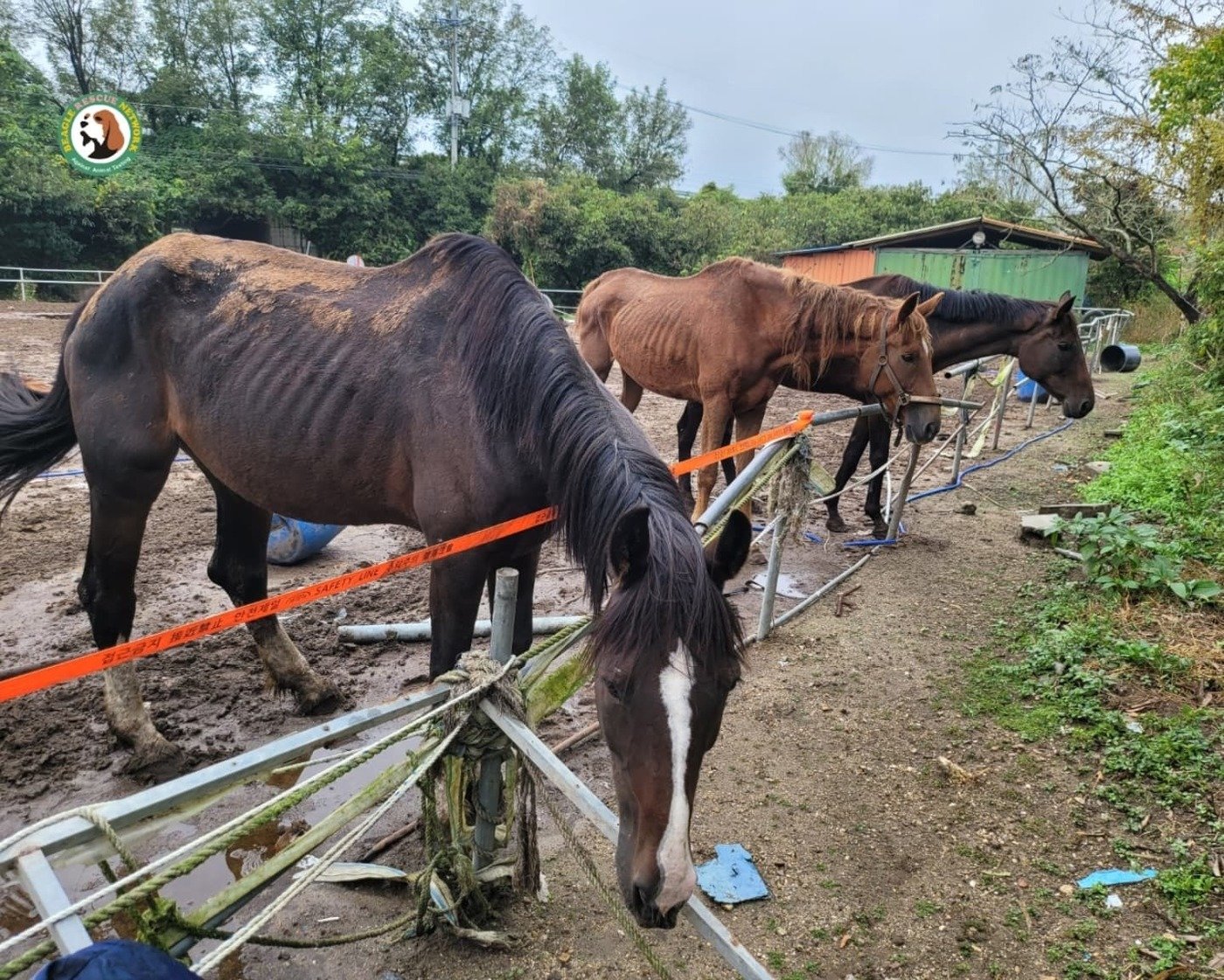 본문 이미지 - 충남 공주시의 한 무허가 불법 축사에 방치된 말들. (비구협 제공)ⓒ 뉴스1