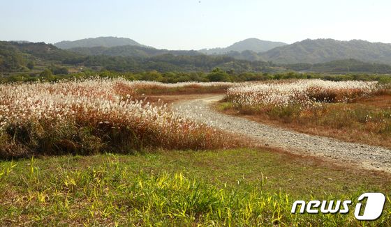 '남한강 따라 가을 억새 즐기며 산책' 26~27일 비내섬 축제