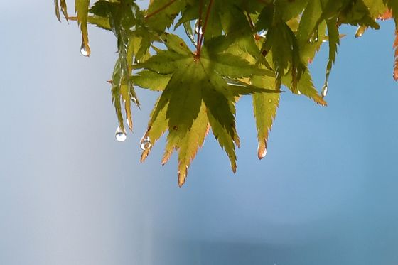 [오늘의 날씨]대구·경북(23일,수)…비 그친 뒤 찬바람, 낮 최고 21도