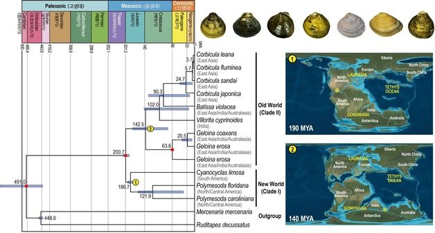 이화여대 연구팀, 조개 서식지 이동·진화 과정 밝혀